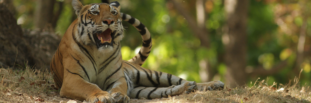 tiger